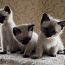 Тайские котята (фото #1)
