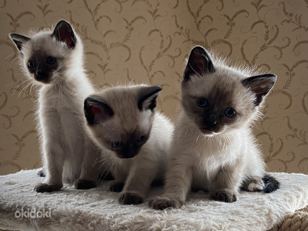 Тайские котята (фото #1)