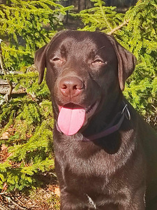 Labradori retriiver (6 foto / 7)
