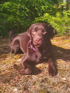 Labradori retriiver (7 foto / 7)