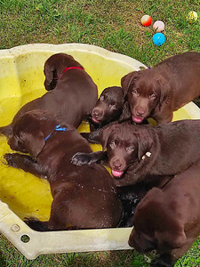 Labradori retriiver (3 foto / 9)