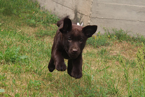 Labradori retriiver (7 foto / 9)