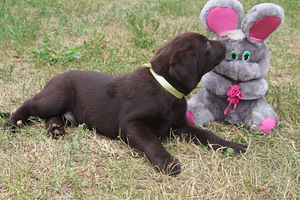 Labradori retriiver (9 foto / 9)