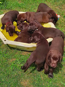 Labradori retriiver (7 foto / 8)