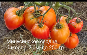 Семена томатов (1 фото из 4)