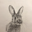 Рисунок "Кролик" (фото #1)