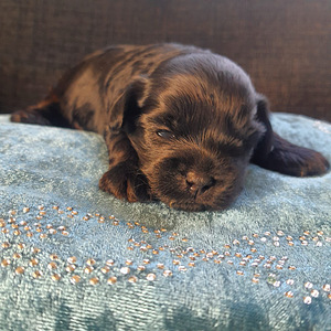 Yorkiepoo (1 valokuva sivusta 5)