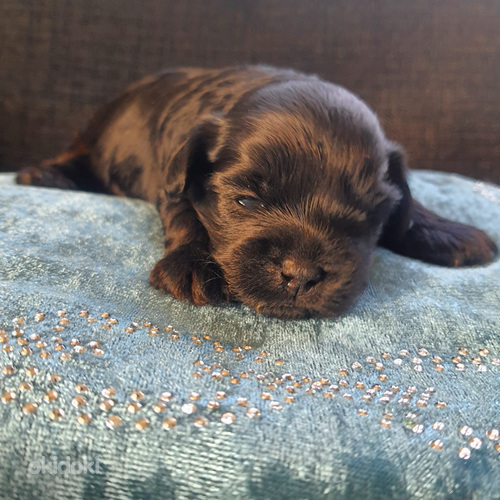 Yorkiepoo
