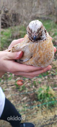 Kaks isast Mandžuuri vutti otsivad kodu