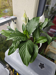 Продам спатифиллум (Spathiphyllum) (2 фото из 6)
