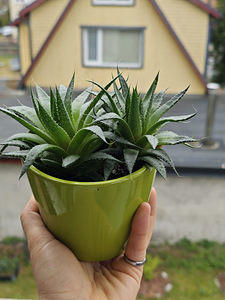 Aloe aristata (Áloe aristáta) (2 foto / 3)