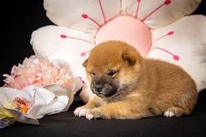 ATVĒRTA REZERVĀCIJA - Šiba inu kucēni (5 foto no 6)