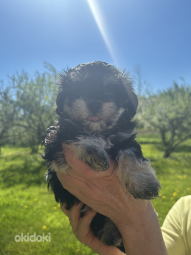 Maltipoo