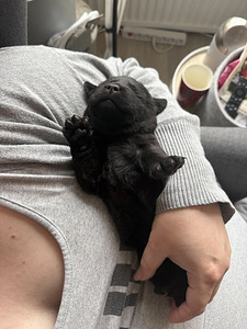 Labradorinnoutaja pentue (2 valokuva sivusta 3)
