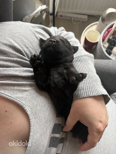 Labradorinnoutaja pentue