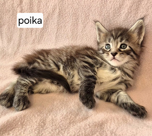 Maine coon – Kissanpennut (3 valokuva sivusta 8)
