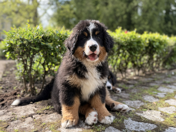 Berni alpi karjakoera kutsikad