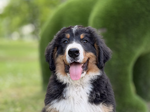 Berni alpi karjakoera kutsikad (1 фото из 10)