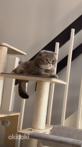 Scottish Fold