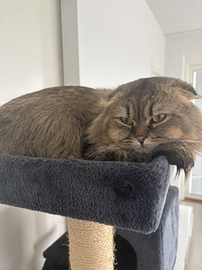 Scottish fold (1 valokuva sivusta 4)