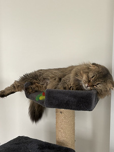 Scottish fold (2 valokuva sivusta 4)