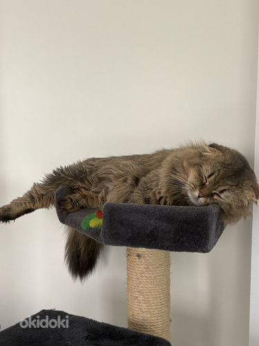 Scottish fold