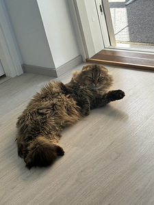 Scottish fold (3 valokuva sivusta 4)