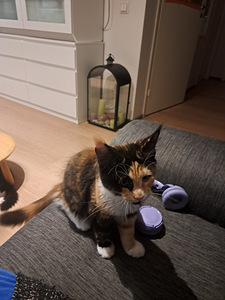 Maine Coon -tyttöpentu, 4 kuukautta (2 valokuva sivusta 4)