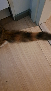 Maine Coon -tyttöpentu, 4 kuukautta (3 valokuva sivusta 4)