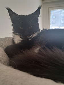 Maine Coon myytävänä (1 valokuva sivusta 6)