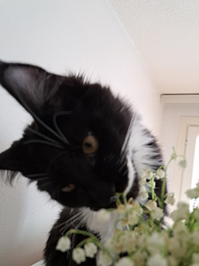 Maine Coon myytävänä (4 valokuva sivusta 6)