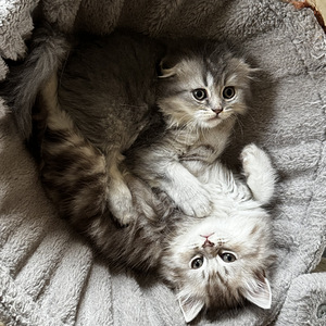 Котята (4 фото из 10)