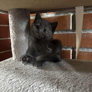 Котята (8 фото из 10)