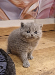 Brittiläiset tytöt (2 valokuva sivusta 2)