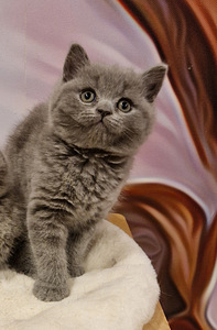 Brittiläinen tyttö kissanpentu (2 valokuva sivusta 4)