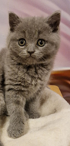 Brittiläinen tyttö kissanpentu (4 valokuva sivusta 4)