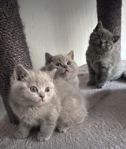 Brittiläiset kissanpennut (1 valokuva sivusta 2)