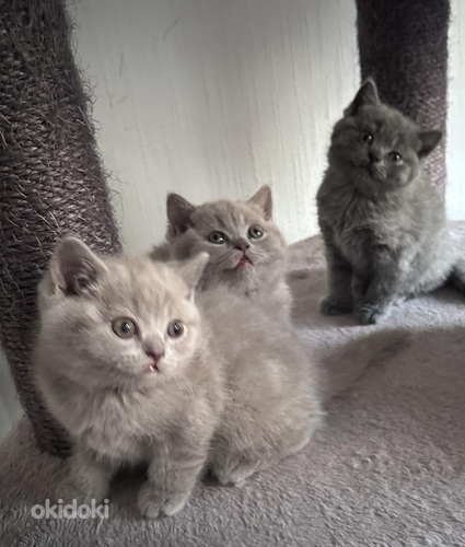 Brittiläiset kissanpennut