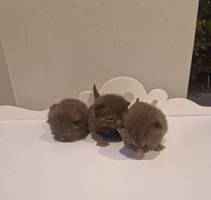 Brittiläiset kissanpennut (3 valokuva sivusta 4)