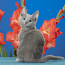 Русские голубые котята (фото #3)