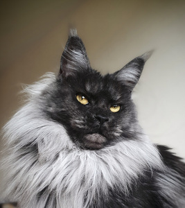 Maine coon kass (1 foto / 3)
