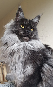 Maine coon kass (3 foto / 3)
