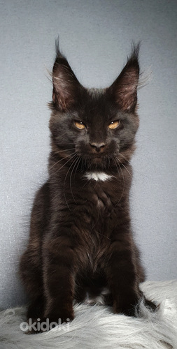 Котята Мейн-кун, профессиональный питомник (фото #3)