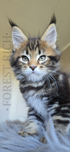 Maine Coon kassipojad (isased)