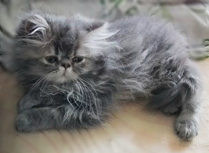 Котята (3 фото из 10)