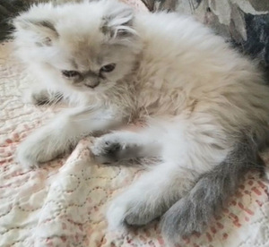 Котята (5 фото из 10)