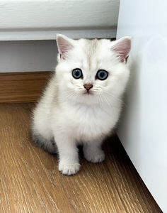 Котята-девочки британской породы (4 фото из 10)