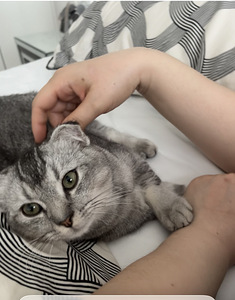 Suloinen kissanpentu etsii uutta rakastavaa kotia (6 valokuva sivusta 9)