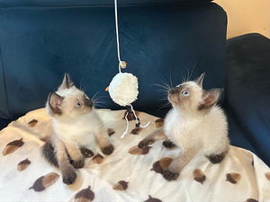 Сиамские котята (2 фото из 5)