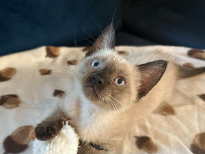 Сиамские котята (4 фото из 5)